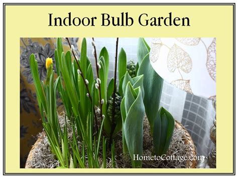 Bulb Garden Indoor