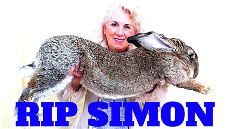 Redneck Breaking News United Airlines Simon The Giant Rabbit Dies While