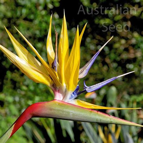 Buy Strelitzia Reginae Yellow Mandelas Gold Seed Australian Seed