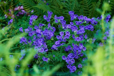 17 Breathtaking Blue Flowers For Your Garden Southern Living