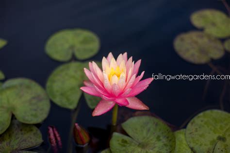 Dreamstime is the world`s largest stock photography community. Falling Water Designs Winter Care For Water Lilies ...
