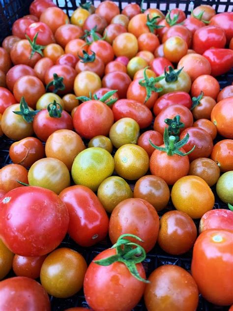 Lots Of Cherry Tomatoes Stock Image Image Of Foodbank 193584703