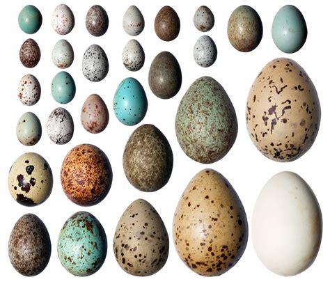 Ornithologie Rätsel um Vogeleier gelöst Spektrum der Wissenschaft