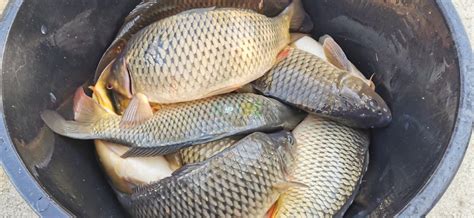 Pesti Pește Viu De Vânzare Speciile Crap și Amur Ten Seapro