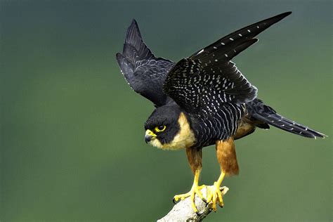 4 Types Of Falcons Species With Pictures Birds Wild Birds Birds Of