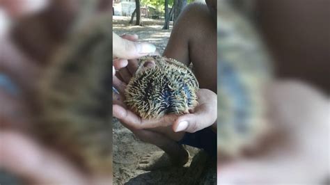 Pantai yang merupakan objek wisata. Kompilasi video |TRIP Pantai Laguna, Kaur - Bengkulu ...