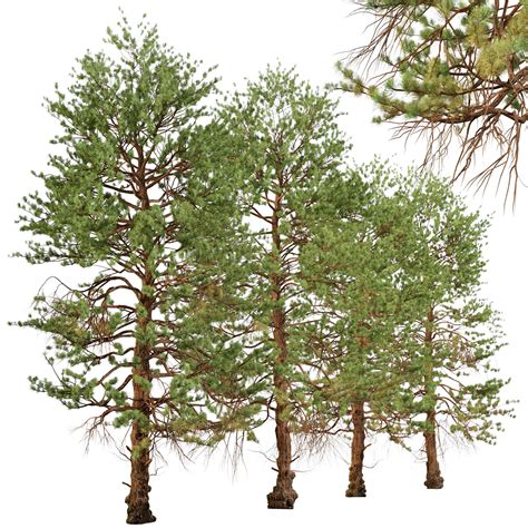 Set Of Ponderosa Pine Or Bull Pine Tree 2 Trees 3d Model Cgtrader