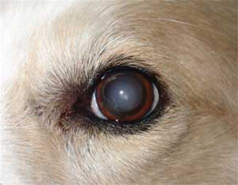 Dog Eye Problems Eight Most Common Eye Problems Of Dogs In 2017