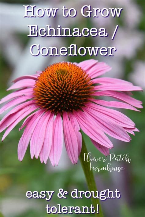 How To Grow Echinacea Echinacea Flower Flower Landscape Echinacea