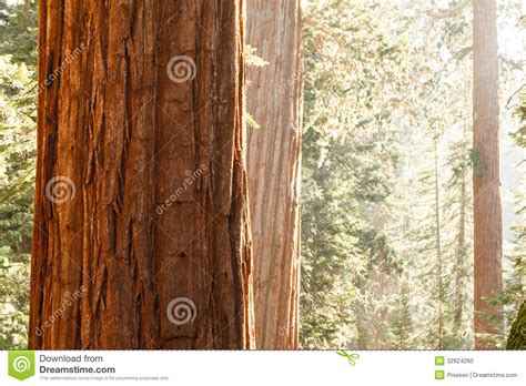 Close Up Of Giant Sequoia Tree Sequoiadendron Giganteum Bark In