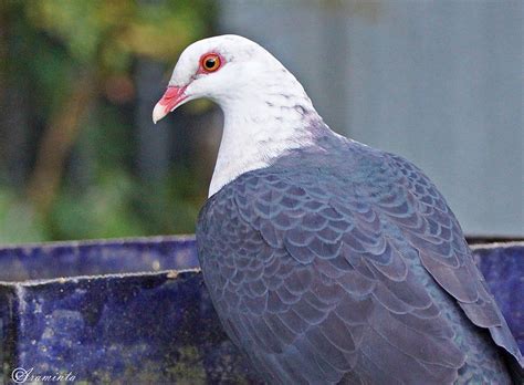 White Headed Pigeon Birds In Backyards