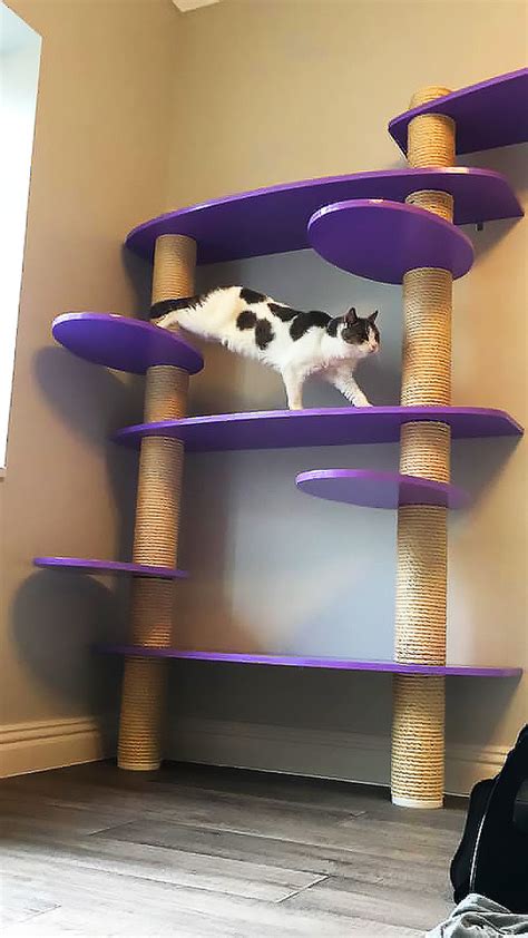 About Our Luxury Cat Suites At Grove Cat Hotel In Lichfield Staffordshire