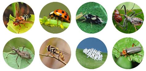 Common Garden Pests In Australia According To There Are