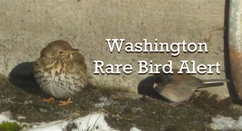 Rare Bird Alert Washington