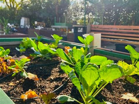 UC Cooperative Extension Sutter Yuba Establishes Sustainable Food
