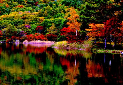 Autumn Forest Reflection 4k Ultra Hd Wallpaper Background Image