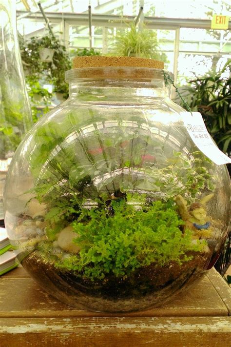 Medium-sized Globe Jar Terrarium. Low maintenance, indoor ...