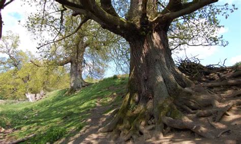 Campaign Hopes To Shore Up Offa’s Dyke Against Future Threats Heritage The Guardian