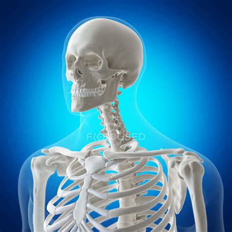 Digital Illustration Of Atlas Bone In Human — Backache Anatomy Stock