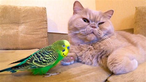 Cat Loves And Is Friends With The Bird Funny Animals😍 Youtube