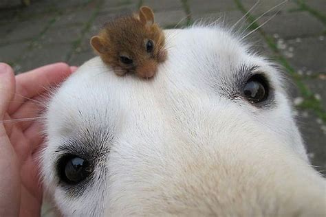 Dog And Hamster Unusual Animal Friendships Unusual Animals Baby