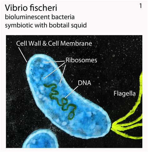 Vibrio Fischeri 1 Fused Glass Panel By Trilobiteglassworks On Deviantart
