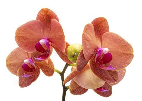 Orange Phalaenopsis Or Exotic Orchid Flower Isolated On The White Stock