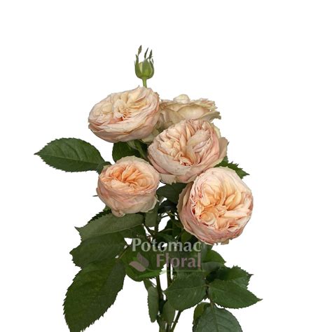 Spray Rose Peaches And Dreams Potomac Floral Wholesale