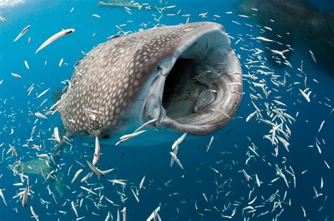 Tracking The Elusive Whale Shark The New York Times