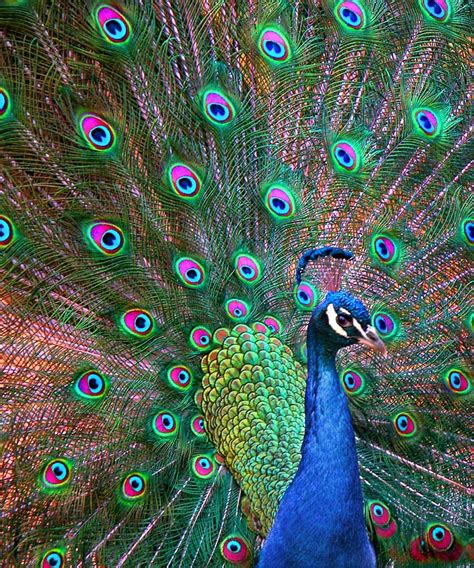 Treklens Intense Peacock Colours Photo