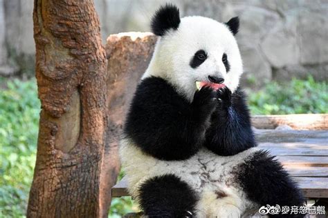 Pin On Chongqing Zoo Giant Pandas