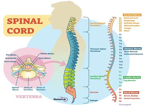 Spinal And Cranial Nerves Artofit