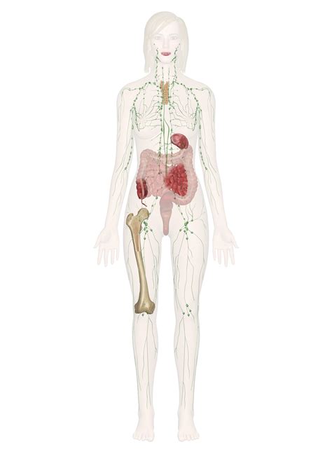 Immune And Lymphatic Systems Anatomy Pictures And Information