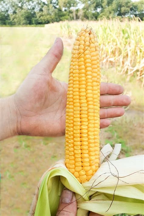 Nebraska Corn Cob Stock Image Image Of Yellow Stalk 107782779