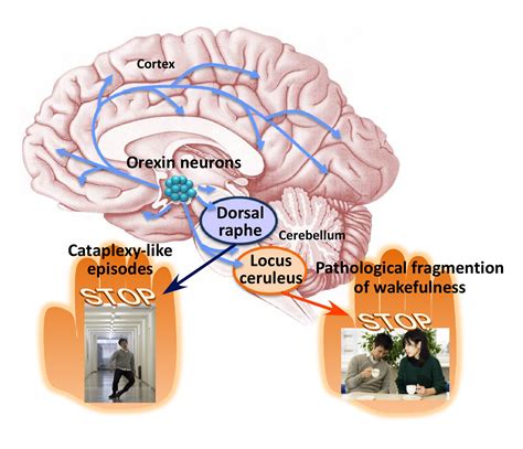 089 Orexin Neurons Suppress Narcolepsy Via Two Distinct Efferent