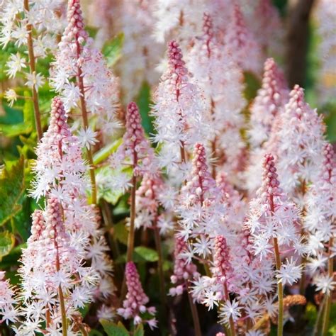 Tiarella Pink Skyrocket For Sale Free Uk Delivery