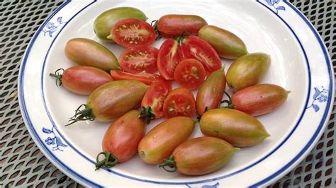 Maglia Rosa Tomato Tasty Prolific And Early Producing Youtube