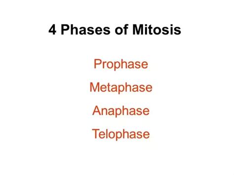 What Are The Differences Between Mitosis And Meiosis Quora