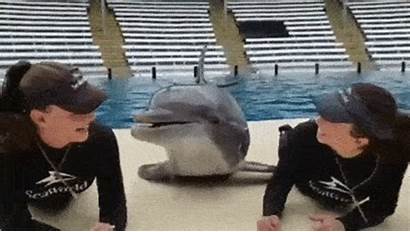 Humans Animals Gifs Acting Different Funny Behave