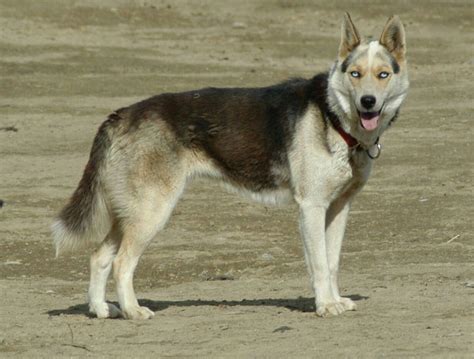 Seppalla Sled Dog Dog Breeds Unique Dog Breeds