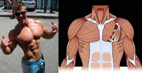 How To Get A Bigger Chest For A More Attractive Body All