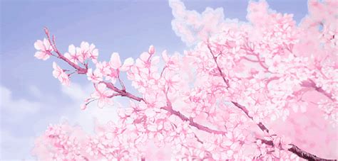 Cherry Blossom Aesthetic Anime Flower Background