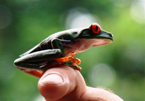 Red Eyed Tree Frog - Learn About Nature