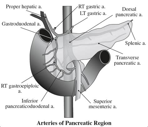 Of Liver Bile Ducts Pancreas And Spleen Radiology Key