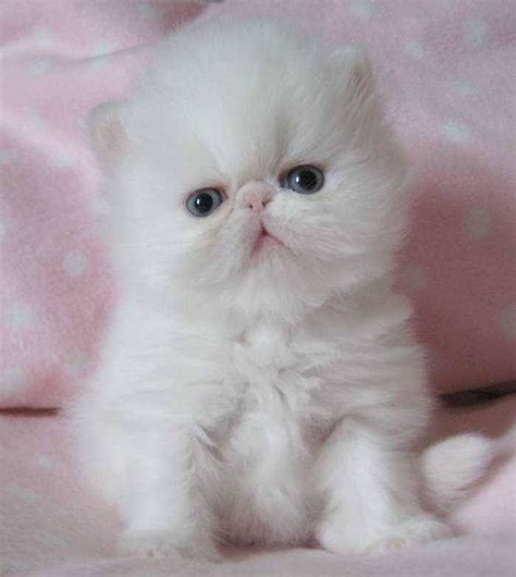 Please browse our pages and meet our teacup persians. Chinchilla Persian Kittens For Sale Near Me