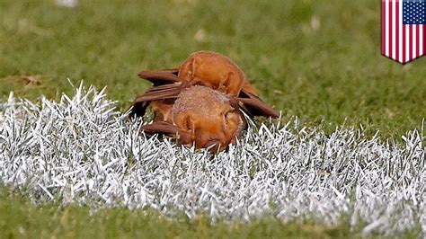 Bats Having Sex On Field Between Plays At Detroit Lions Baltimore