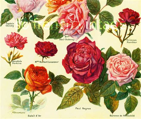 1922 Old Garden Roses Antique Flower Print Roses Lithograph Etsy