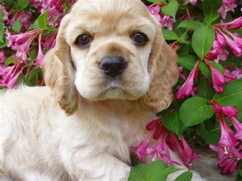 Check spelling or type a new query. Name Ideas For a Buff Colored Cocker Spaniel | ThriftyFun