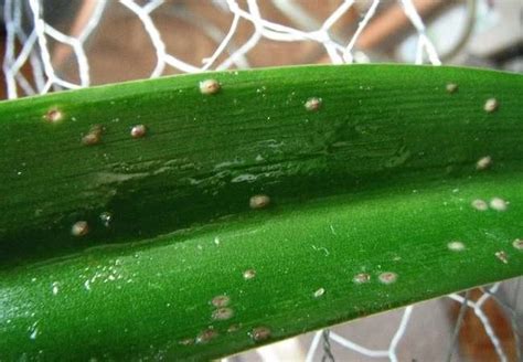 Indoor Plant Pests Identification