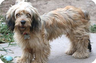 Neccog's animal care facility is located in dayville, ct. Norwalk, CT - Havanese/Dachshund Mix. Meet Saffron, a dog ...